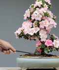 Three Piece Bonsai Root Rake Set With Three Prong Rake And Flat Edge Spatula, Hand Forged Carbon Steel Garden Tool For Root Loosening And Repotting, About Eight Point Seven Five Inches Long, Durable Bonsai Care Kit. Hand using rake near potted bonsai