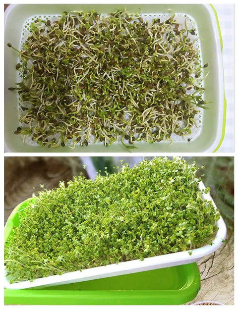 Germinating Growing Paper For Seed Sprouting And Microgreens Planting Paper 7.8 By 11.4 Inches 150 Count Perfect For Home Garden