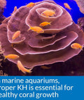 Slick Freshwater And Saltwater Aquarium Carbonate Hardness Test Kit Using Liquid Reagents To Dodge PH Swings And Watch Over Tank Crew Arrives With Crisp Color Charts Durable Glass Vials Zero Drama Manual And Double Packs For Smooth Water Testing Everyday with coral and yellow fish.