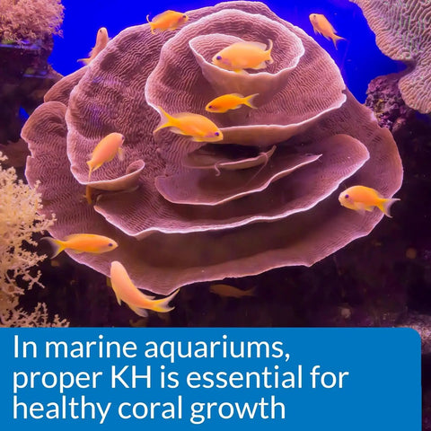 Slick Freshwater And Saltwater Aquarium Carbonate Hardness Test Kit Using Liquid Reagents To Dodge PH Swings And Watch Over Tank Crew Arrives With Crisp Color Charts Durable Glass Vials Zero Drama Manual And Double Packs For Smooth Water Testing Everyday with coral and yellow fish.