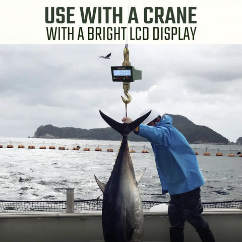 Rock Solid Wireless Crane Scale With 40000 Lb Capacity And Vivid Lcd Panel Plus Broad Signal Remote For Heavy Duty 300 Ft Loads used with a crane to weigh a large fish.