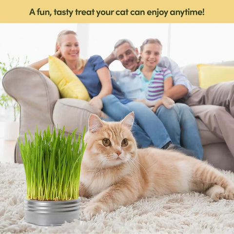 Indoor Cat Grass Kit For Healthy Cats With Three Complete Organic Planter Kits, cat lying near planter on living room carpet.