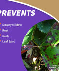 Fruit Tree Spray Concentrate For Organic Gardening Insect And Disease Control protects against mildew, rust, scab, and leaf spot