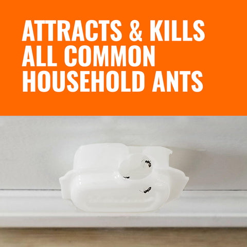 Indoor Liquid Ant Baits With Adhesive Strips For Discreet Baiting That Doubles As An Ant Trap And Bait Station In An 8 Pack Ideal For Quick Fast Acting Control Of Ghost And Pavement Ants In The Home T334SR on a surface with visible ants.