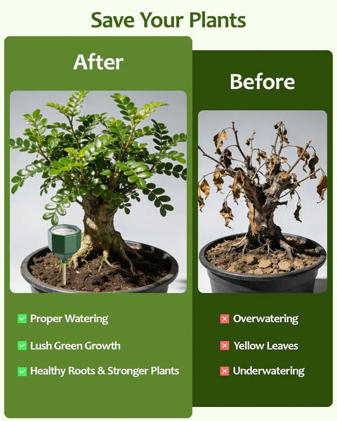 Side-by-side comparison of plant health before and after using Soil Moisture Meter For Plants No Battery Required Hygrometer Sensor.