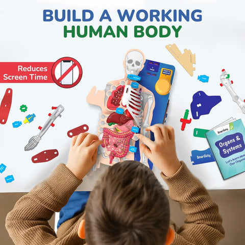 Child assembling Totally Hands On Anatomy Kit For Kids Aged Eight To Fourteen Buildable Human Body Model with booklet