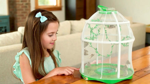 Girl observing butterflies in the Butterfly Farm Live Habitat Kit For Kids Watch Caterpillars Turn Into Butterflies STEM Toy on table.