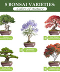 Five Vibrant Bonsai Kit For Beginners With Seeds Soils Pots And Tools Includes Jacaranda Flame Tree Black Pine Spruce Red Maple