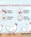 Illustration of chickens with benefits of Chicken Grit For Layer And Grower Chickens Ages 8 Weeks And Up, USA Mined.