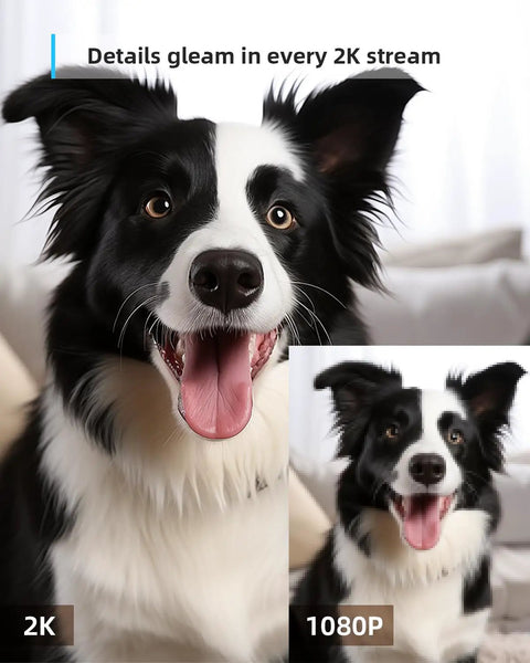 Close-up comparison of a Border Collie in 2K and 1080p resolution using 2K Indoor Camera With 360 Degree Coverage For Home Security.