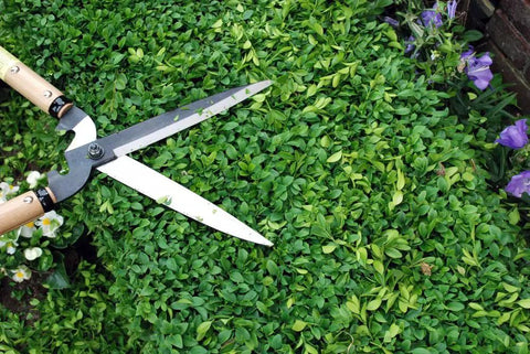Beefy Heavy Duty Pruning Shears 30.7 Inch Total Length With 7.9 Inch Blade Type 65 7740ai Japanese Special Steel trimming hedge