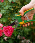 Green and yellow garden pruning shears with a metal coil spring trimming pink roses.