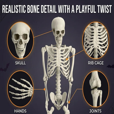 Life Size Skeleton Five Point Four Foot Poseable Full Body Halloween Prop detailing skull, rib cage, hands, and joints.