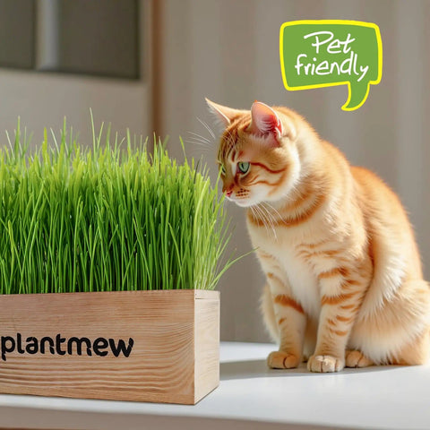Indoor Cat Grass Kit 3 Pack With Seeds, Coconut Coir Soil Discs, Wooden Planter And Mini Tools For Easy Grow No Green Thumb Needed