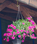 Two Prong Ceiling Hooks Set in Bronze Finish, Heavy Duty Zinc Alloy Construction holding a hanging plant under a wooden structure