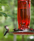 Clear Glass Hummingbird Feeder For Outdoors With Six Feeding Ports Red Ant Moat Included 16 Oz Capacity Easy Fill Wide Mouth Easy