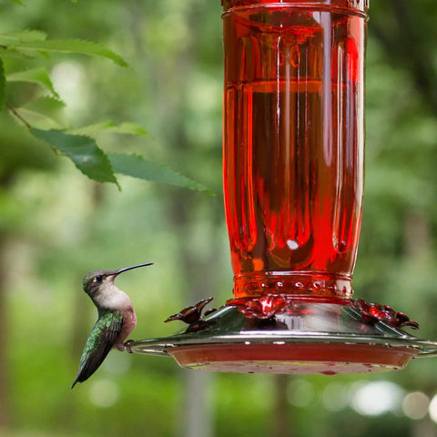 Clear Glass Hummingbird Feeder For Outdoors With Six Feeding Ports Red Ant Moat Included 16 Oz Capacity Easy Fill Wide Mouth Easy