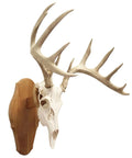 Euro Style Skull Display Kit In Solid Cherry Reversible Table Or Wall Mount For Bear Whitetail Mule Deer And Sheep Includes Hardware And Full Instructions Measures About Fifteen By Eight By Five Point Seven Five Inches on wall