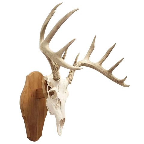Euro Style Skull Display Kit In Solid Cherry Reversible Table Or Wall Mount For Bear Whitetail Mule Deer And Sheep Includes Hardware And Full Instructions Measures About Fifteen By Eight By Five Point Seven Five Inches on wall