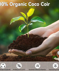 Hands holding a young plant in organic coco coir soil, highlighting 100 Pack 30mm Organic Coco Coir Seed Starter Pellets for Indoor and Outdoor Gardening.
