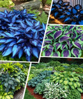 Shade Garden Hosta Seeds For Easy Care Perennials To Create Lush Borders And Container Displays With Low Maintenance Green Foliage Ideal For Dark Corners Partial Shade And Gift Worthy, assorted hosta foliage
