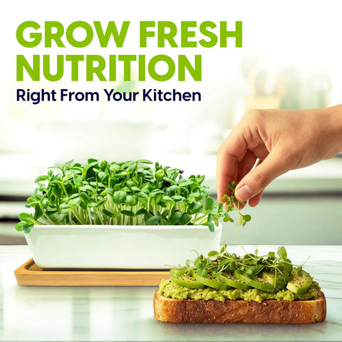 Ceramic Microgreens Growing Kit For Kitchen Garden With 3 Crop Seed Mix, planter, bamboo tray, microgreens on toast