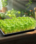 Heavy Duty 1020 Seed Starter Trays No Holes, 21 By 11 Inch Plant Nursery Flats For 72/128 Cell Plug Trays, 1.6 Inch Deep, Pack Of 10 with microgreens