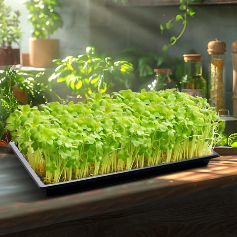Heavy Duty 1020 Seed Starter Trays No Holes, 21 By 11 Inch Plant Nursery Flats For 72/128 Cell Plug Trays, 1.6 Inch Deep, Pack Of 10 with microgreens