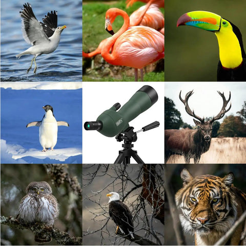 Go To 20 To 60x60 Zoom Angled Spotting Scope With BAK4 Optics Waterproof For Hunting And Birdwatching Includes 14 Inch Tabletop Tripod And Carry Bag Lightweight 1.37 Lb Ideal For Target Shooting And Wildlife Viewing. spotting scope on tripod for birdwatching wildlife viewing