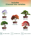 Indoor Bonsai Tree Kit For Beginners Complete Growing Set With Live Plants showing 5 varieties: Jacaranda, Black Pine, Spruce, Flame Tree, Red Maple.