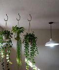 Interior ceiling view with decorative hanging plants suspended on black hooks, next to a white ceiling light.