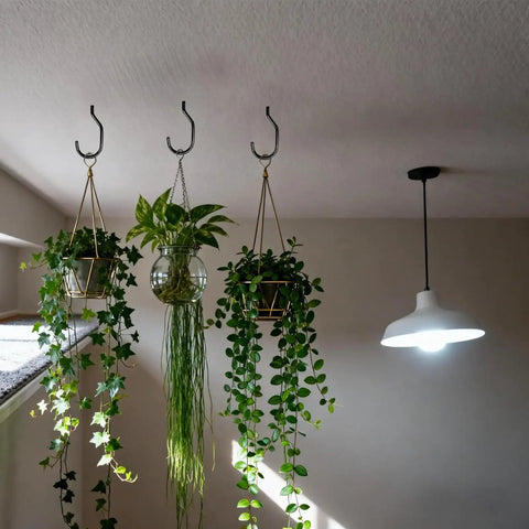 Interior ceiling view with decorative hanging plants suspended on black hooks, next to a white ceiling light.