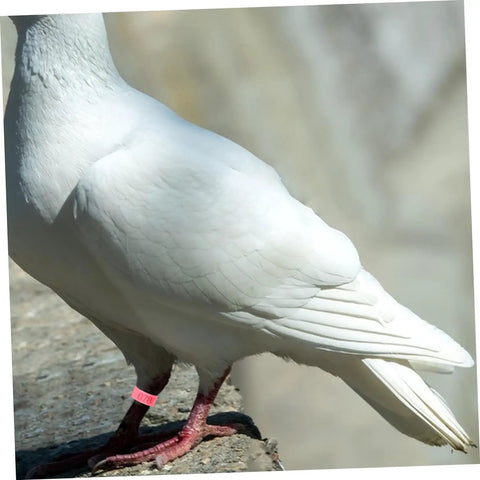 White pigeon wearing 200 Piece Pigeon Identification Bands Set With Lightweight Numbered Leg Rings For Quail And Small Birds