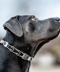 Dog wearing ClicLock Stainless Steel Buckle For Prong Dog Training Collar With Quick Release And Easy Buckle Built Tough