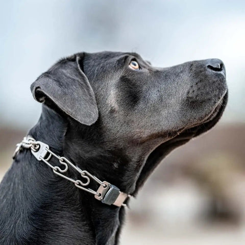 Dog wearing ClicLock Stainless Steel Buckle For Prong Dog Training Collar With Quick Release And Easy Buckle Built Tough