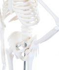 Close-up of 19 Inch Human Skeleton Model For Hands On Learning With Movable Arms And Legs Desktop Display Skeleton With Realistic Details