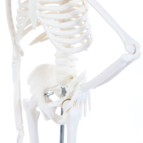 Close-up of 19 Inch Human Skeleton Model For Hands On Learning With Movable Arms And Legs Desktop Display Skeleton With Realistic Details