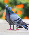 Pigeons wearing 8mm Pigeon Leg Bands Kit, 100 Pcs Clip On Bird Foot Rings With 5 Bright Colors on feet for identification