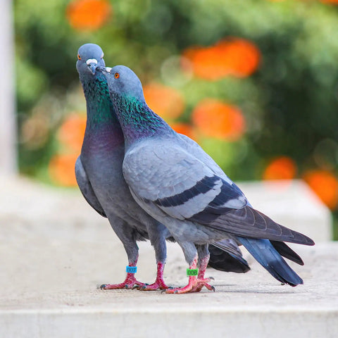 Pigeons wearing 8mm Pigeon Leg Bands Kit, 100 Pcs Clip On Bird Foot Rings With 5 Bright Colors on feet for identification