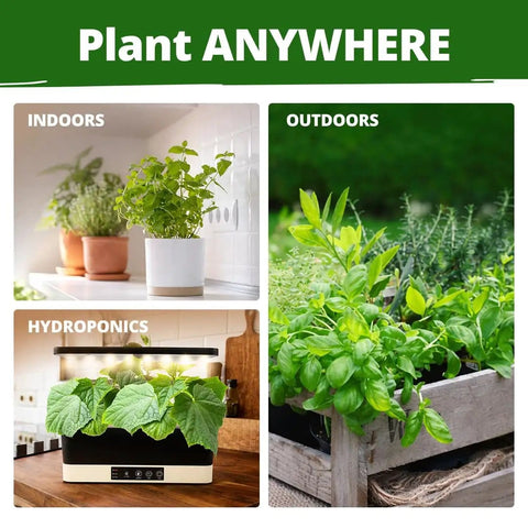 15 All In One Herb Seed Pack For Indoor Outdoor And Hydroponic Gardens With Over 4,300 Seeds Non GMO Heirloom Culinary Herbs