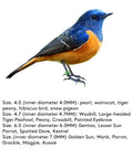 Blue and orange bird with Split Aluminum Bird Leg Rings For Pigeons Parrots Doves And More, Open 1mm Foot Rings, on white background.