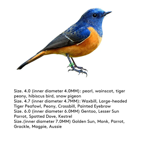 Blue and orange bird with Split Aluminum Bird Leg Rings For Pigeons Parrots Doves And More, Open 1mm Foot Rings, on white background.