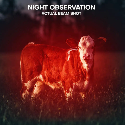 Cow illuminated by Red LED Flashlight With One Mode For Night Observation Astronomy And Aviation Two Pack Red Light Torch