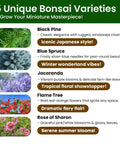 Beginner Friendly Five Varieties Japanese Bonsai Seed Kit for Indoor Gardening with Black Pine, Blue Spruce, Jacaranda, Flame Tree, Rose of Sharon