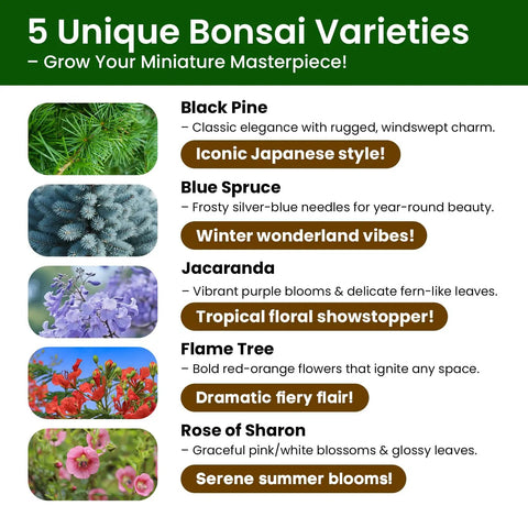 Beginner Friendly Five Varieties Japanese Bonsai Seed Kit for Indoor Gardening with Black Pine, Blue Spruce, Jacaranda, Flame Tree, Rose of Sharon