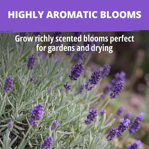 Grab Over 1500 Non GMO English Lavender Seeds for Indoor and Outdoor Planting Vera Variety High Germination True English Lavender Seed for Fragrance and Oil Quality