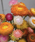 Tall Mixed Colors Strawflower Seeds 750 Seed Packet For Gardeners, vibrant double 2-inch blooms in a rainbow