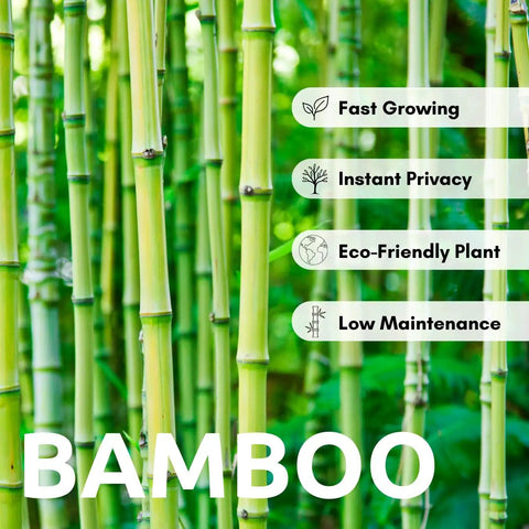 Fast Growing Bamboo Seeds For Privacy Screen And Windbreak, Giant 420 Black Bamboo With Striking Dark Stems in garden