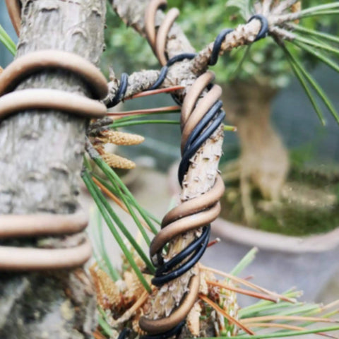 Tree branch wrapped with Pro Grade Aluminum Bonsai Wire Kit 160ft With Cutter And Canvas Bag, showcasing wiring technique.