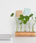 Propagation Station Terrarium With Wooden Stand And Five Glass Test Tubes Vases on Desk with Green Plants